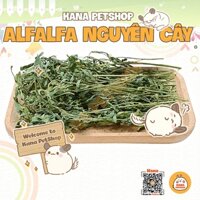 Alfalfa Nguyên Cành 🐹FREESHIP🐹 Thùng Cỏ Alfalfa Nguyên Cây Thức Ăn Cho Thỏ, Bọ, Chinchillas ...