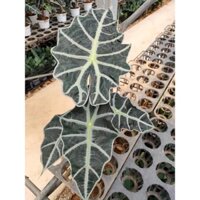 Alocasia amazonica