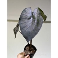 Alocasia black coral