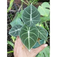 Alocasia Black Vevet (Môn nhung đen)