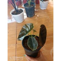 Alocasia Cuprea ( rồng đỏ )