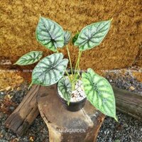 Alocasia Dragon Scale