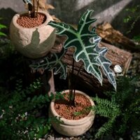 Alocasia Nobilis (hỏa tốc)