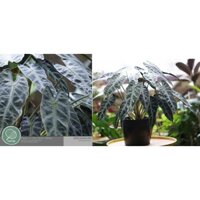 ALOCASIA POLLY - TRẦU BÀ QUAN ÂM