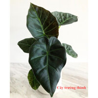 ALOCASIA REGAL SHIELD | Kiểng lá | Cây trồng trong nhà | Indoor plant