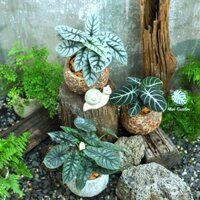 Alocasia Silver Dragon, Dragon Scale, Cuprea, Velvet, Pink Dragon