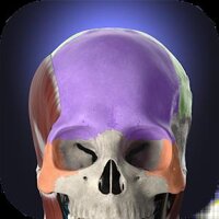 Anatomyka – 3D Human Anatomy Atlas