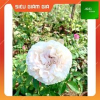 [Ảnh Thật] Cây Hoa Hồng Bụi William And Catherine, Màu Trắng tinh khiết Hoa Hồng Trong Trắng Phù Hợp Sân, Vườn, Ban Công