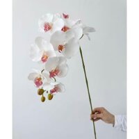 (Ảnh thật) Lan cao su cao cấp 9b, nụ đẹp, cánh dày