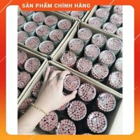 [ẢNH THẬT TỰ CHỤP] Combo 50 Bút Chì Gỗ DELI 2B Nắp Xanh Siêu Tiết Kiệm
