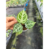 Anthurium Dorayaki size nhỏ khỏe đẹp