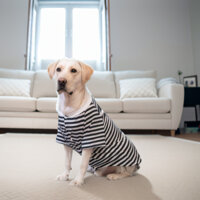 Áo Cho Chó Cho Labrador Mùa Hè Phong Cách Mỏng Chống Rụng Tóc Chất Liệu Sợi Sữa Mòn