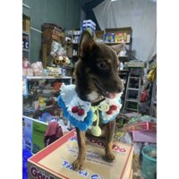 áo choàng cổ len có thú cưng siêu xinh