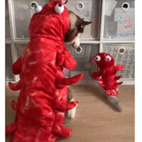 Áo con tôm cho chó lớn (12 - 26kg)