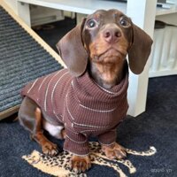 Áo khoác lót chống lạnh cho chó Dachshund, mùa thu đông, dày dạn, ấm áp cho chó, bụng chó nhỏ, người nổi tiếng trên mạng