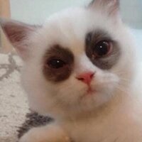 Áo mèo mắt thâm đen thùi lùi như 2 cục than. Bdhje djenek chfklfnfidk dkdvsjeuebtydkwnbwks dj dnf