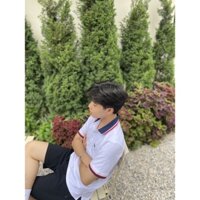 Áo polo cá sấu