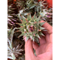 ATISO SAPA TƯƠI VÀ KHÔ