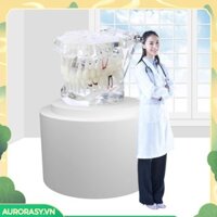 [Aurorasy.vn] Mô hình răng tiêu hao bằng nhựa PVC Mô hình nha khoa nhỏ tắc nghẽn Thiết bị nha khoa