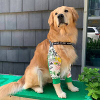 Autumn and Winter Dog Elbow Pad Clothes Golden Retriever Samo Labrador Pet Anti-Dirty Artifact Knee Pad out Leg Pad Knee Pad bhyy