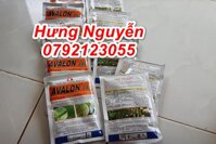 Avalon 8WP ĐẶC TRỊ THỐI TRÁI THANH LONG