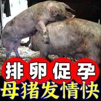 Bác sĩ thú y Nữ Lợn Khiêu dâm Phù hợp Thuốc rụng trứng Thuốc khiêu dâm Thuốc hấp dẫn Thúc đẩy rụng trứng Đa nang Lợn cái Thúc đẩy bà bầu Đa bé trai 0227