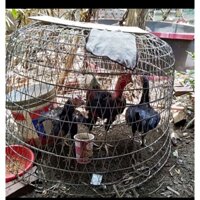 bách hoá gà chọi bịt mỏ+Truong Khanh sau đá(m hoạ)