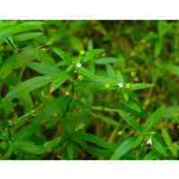 Bạch hoa xà thiệt thảo vị thuốc nam quý dân gian 1kg sau xạ trị hoá trị