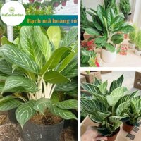 Bạch Mã Hoàng Tử(tặng kèm phân bón vi sinh) cây mang lại may mắn và tài lộc,thanh lọc không khí