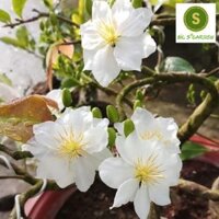 Bạch Mai- Cây ghép bonsai, chậu mini