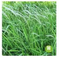 Bạch Mao Căn (rễ cỏ tranh) khô 1kg -OLF164