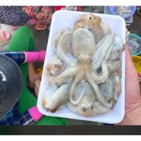 bạch tuộc,mực ống đông lạnh