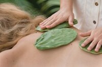 Bài thuốc chữa đau lưng bằng cây xương rồng và những điều cần biết
