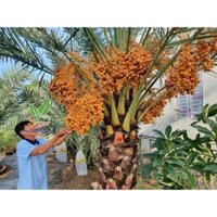 Bán Cây Chà Là Trung Đông Nhập Khẩu Uy Tín