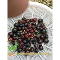 BÁN CÂY GIỐNG CHERRY BRAZIL NHIỀU CỠ