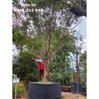 Bán Cây Nho Thân Gỗ siêu khủng cực hiếm- giao cây toàn quốc