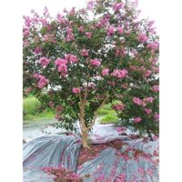 Bán cây tường vi hoa đẹp giá rẻ và hợp lý