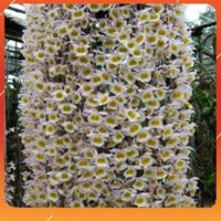 [BÁN CHẠY] 1 bảng (1 chậu) lan long tu lào rừng tây bắc hàng thuần siêu to, hoa siêu đẹp