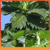 [BÁN CHẠY] CÂY GIỐNG CÂY SAKE ĂN QUẢ VÀ LÀM BÓNG MÁT-CAM KẾT GIỐNG CHUẨN F1