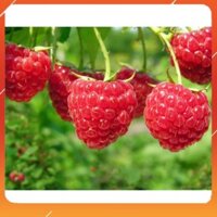 [BÁN CHẠY] CÂY GIỐNG MÂM XÔI (PHÚC BỒN TỬ) CÂY nhỏ NHẬP KHẨU SIÊU QUẢ DÒNG QUẢ SỚM- CAM KÊT GIỐNG CHUẨN F1