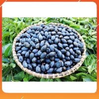 [BÁN CHẠY] cây giống trám đen siêu quả