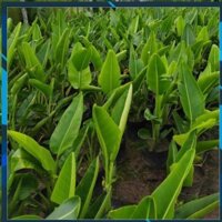 [BÁN CHẠY] CHẬU CÂY CHUỐI CẢNH RẺ QUẠT, CÂY LỚN ĐẸP MANG MAY MẮN TÀI LỘC CHO GIA CHỦ