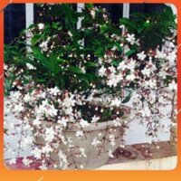 [BÁN CHẠY] CHẬU CÂY " Dạ Ngọc Minh Châu " – hoa chơi tết mang lại tài lộc