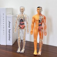 Bán Chạy Vận Chuyển Nhanh Nội tạng Con Người Đồ Chơi Bộ Xương Người Mô Hình Mô Phỏng Y Tế Lắp Ráp Cấu Trúc Torso Nội tạng Khoa Học Đồ Chơi Giáo Dục