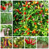 Bán COMBO 10 loại Ớt đẹp chậu kiểng , hộp xốp sân vườn LUCKY SEEDS hàng chuẩn