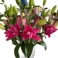 Bán Lẻ 1 Bó Hoa Ly Kép Bách Hợp - 1 Bó/5 Cành, khoảng 14 Bông, Chiều Cao 30-80cm Decor, Trang Trí