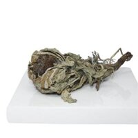 Bán Tuyết liên hoa đặc biệt (sống ở độ cao 5000m, 6000m)