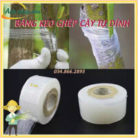 Băng dính ghép cây tự hủy - khổ 5 cm - dùng cho ghép cành ghép tán tạo dáng cây cảnh