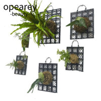 Bảng dương xỉ OPEAREY Staghorn, Bảng trồng cây Dendrobium dày, Đồ trang trí Giường bằng nhựa Bảng treo làm vườn