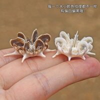 Băng ghế dự bị vỏ ốc xà cừ nhỏ tự nhiên hoa cúc biển nhím trang trí cảnh quan nhà hiếm 天 ❈ ✷ ✷ ❈ ❈ ❈ ❈ ❈ ❈ 🍒 🍒 ❈ ❈ ❈ ❈ ❈ ❈ ❈ ❈ ❈ ❈ ❈ ❈ ❈ ❈ ❈ ❈ ❈ ❈ ❈ ❈ ❈ ❈ LYJ25.3.27